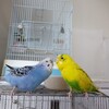 アイリスリング出てます！