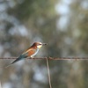 ヨーロッパハチクイ(European Bee-eater：Abejaruco)