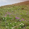 花の百名山「平標山」へ