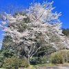 4月6日 桜満開！リアルヘリお目見え