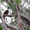 ベニフウチョウ Red Bird of Paradise 3