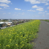 菜の花いっぱいの江戸川CRから利根運河へ