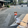 その名も「犬用ネッククーラー」！