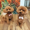 ★きなこくん＆つくしちゃん★