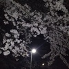 夜桜ラン♪