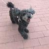 犬のお勉強DAY。
