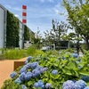 「さすてな京都」で紫陽花を見たよの巻