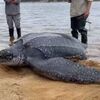 体重270kgもある巨大なカメを保護、無事海へ帰る【アメリカ】