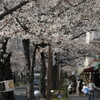 芦屋桜散歩