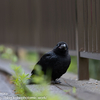 黒いカラスよオマエは…