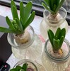 ヒヤシンスの蕾