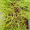 タマネギの植え付け⁇
