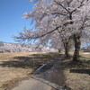 舞子の桜・満開