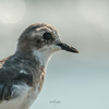 今日のX-T5『鳥撮り小旅行 -砂浜のチドリ-』