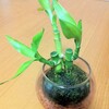 ananを買おう　週プレも買おう　苔を飾ってくれよ　いつもの部屋に