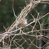 あいかわ公園の冬鳥たち。最近見かけたリュウキュウサンショウクイ、カシラダカ、ルリビタキなど