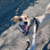 またまたワガママを通した犬。