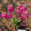 【早春の花×シルバーリーフ】苗から育てた『プリムラ・マラコイデス』花壇に地植えの成長記録