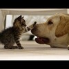 【面白い動画】 かわいい猫 - かわいい犬 - 最も面白いペットの動画 #1