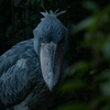 便利ズームレンズで上野動物園【α6000+SEL18200】