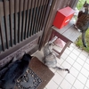 新しい猫用スポット薬がとてもラクちんなのです