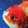 Vince Staples / Big Fish Theory