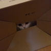 【ネコ】ダンボール箱の遊び方