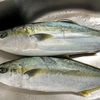 ブリとヒラマサの見分け方について実物比較。