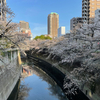 桜、すっかり満開ですね