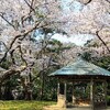 出雲大社の桜