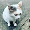 猫写真#892