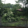 一日雨