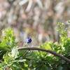 ムラサキオーストラリアムシクイ(Splendid Fairy-wren)♂