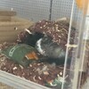 しろごまあん776日目