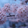 　京都　蹴上インクラインの桜