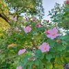 中宮団地の花