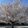 南台公園（相模原市南区）の桜