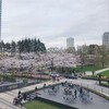 ミッドタウンと六本木ヒルズの桜