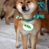 No.1182 ねぎま （柴犬 2歳位 ♂）