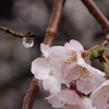 雨