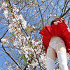 桜とスカート捲り