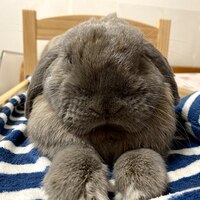 うさぎの指の数は何本 前足と後ろ足の指の数は違うんです うさぎさんとモフモフな日々 うさぎの指の数は何本 前足と後ろ足の指の数は違うんです うさぎさんとモフモフな日々