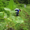 ９月４日　活動報告　草刈り