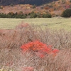 平家平から冠山へ　―　霜降月、紅葉の名残を探して笹原漫歩