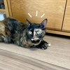 いたずらっこもなちゃん。