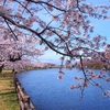 4月20日…勢至公園のお花見★その1