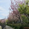 ア~　八重桜の花が散る