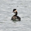 カンムリカイツブリの繁殖羽