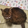 お恥ずかしながら・・・(-_-;)