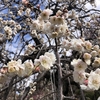 東京で梅の花と早咲き桜を楽しみました（池上梅園と池上本門寺）